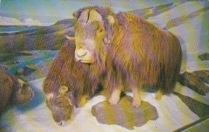 Musk Ox Group Peabody Museum Of Natural History Yale University New Haven Con...