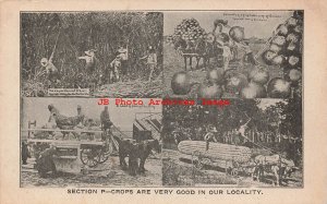 Exaggeration, WH Martin, Multi-View Scenes, Wheat, Onions, Poultry, Corn