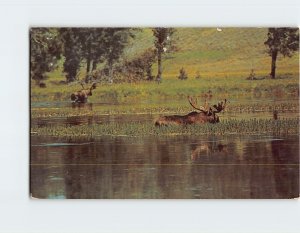 Postcard Bull Moose