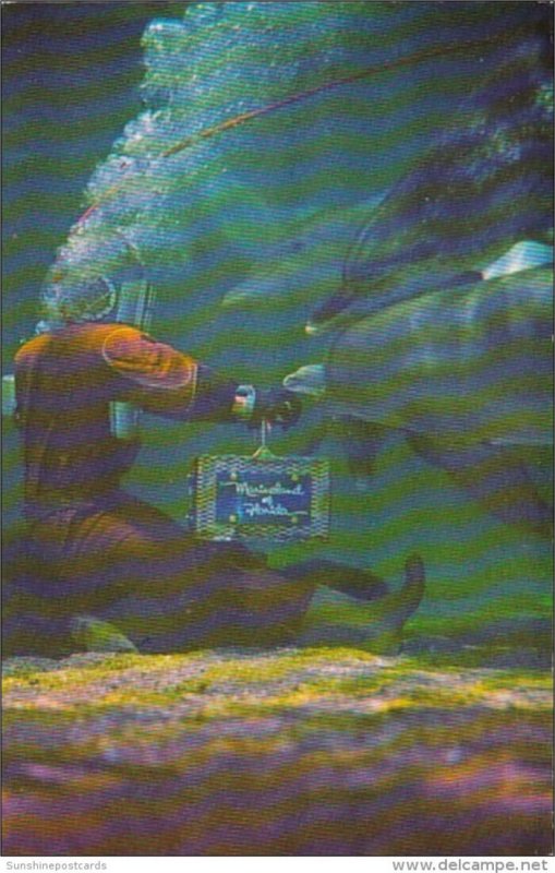 Florida Marineland Diver Feeding Porpoises Underwater