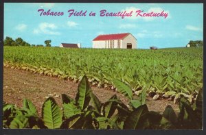 Kentucky Tobacco Field in Beautiful Kentucky ripe burley tobacco in August