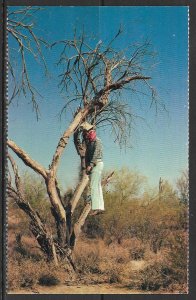 Arizona, Scottsdale - Hangman On The Stage Trail - [AZ-207]