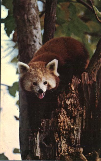 Lesser Panda Raccoon Like Animal National Zoo Washington DC