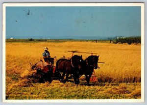 Mennonite Farmer Harvesting Grain, Near Elmira & St Jacobs, ON, 1990 Postcard