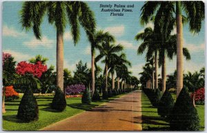 VINTAGE POSTCARD STATELEY PALMS AND AUSTRALIANS PINES AT FLORIDA c. 1940s