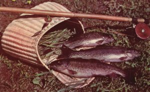 Vintage Postcard 1952 Rainbow Trout From Michigan Fish Trout Fishing Hiawatha