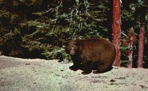 Vintage Postcard American Black Bear Bubs Yellowstone National Park