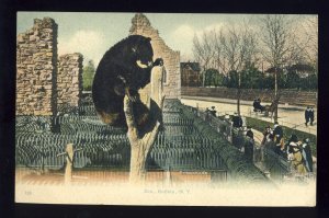 Buffalo, New York/NY Postcard, Buffalo Zoo, Bear, 1908!