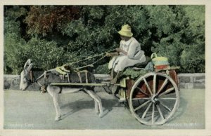 barbados, Donkey Cart (1950s) Postcard