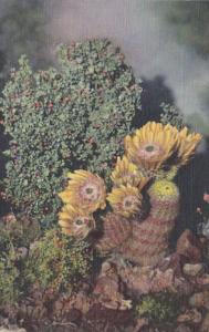 New Mexico Rainbow Cactus Curteich