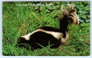 Greetings from WEYAUWEGA, Wisconsin WI ~ Skunk 1960s Waupaca County Postcard
