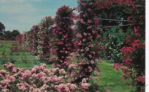 Rhode Island Providence Rose Garden In Roger Williams Park