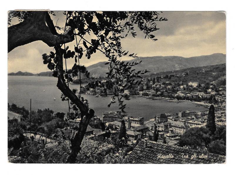 Italy Riviera Rapallo From the Olive Trees Harbor Port Glossy Photo 4X6 Postcard