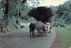 BR100733 bullock cart sri lanka ceylon types folklore