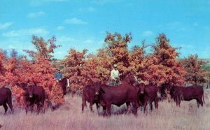 Vintage Santa Gertrudis Cattle El Chico Ranch TX Postcard P186