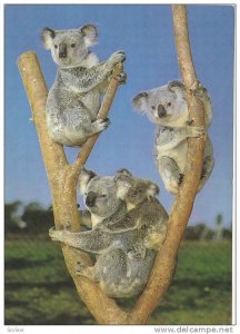 Koala Family,   50-70s