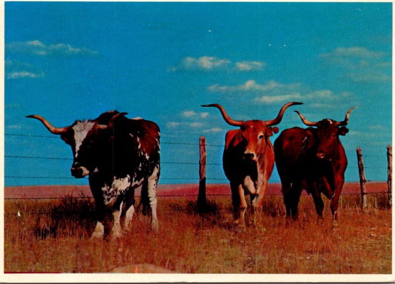 Cattle Cows Famous Texas Longhorns