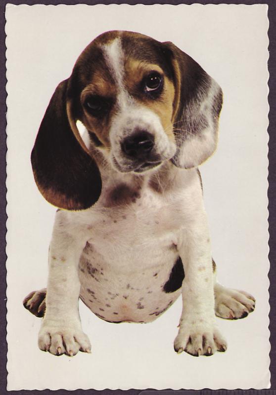 Dog used postcard