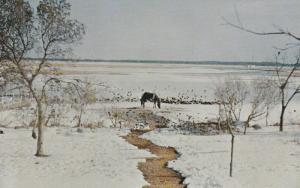 9027 Chincoteague Pony Winter Grazing, Virginia