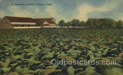 Lancaster County Tabacco Field, PA, USA Tobacco Unused 