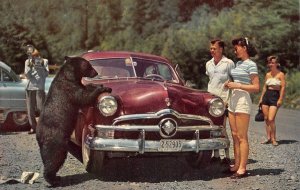 Black Bear Posing Old Car Great Smoky Mountains Park NC TN '50s Vintage Postcard 