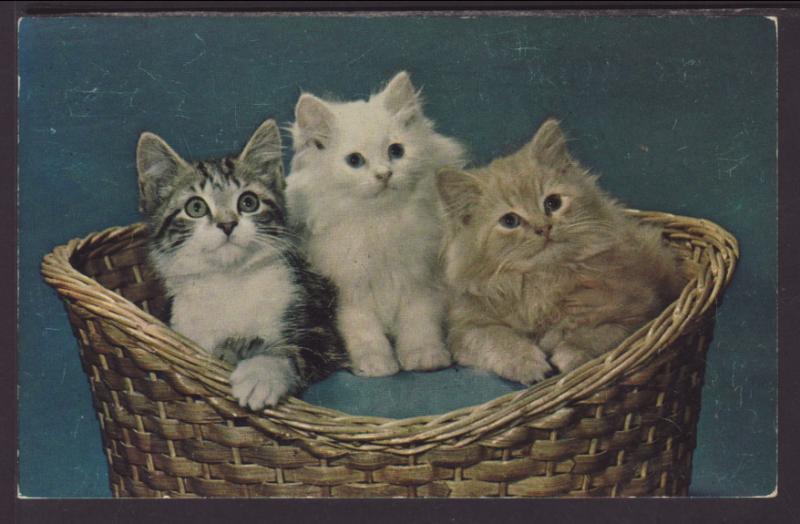 Three Kittens in a Basket Postcard BIN