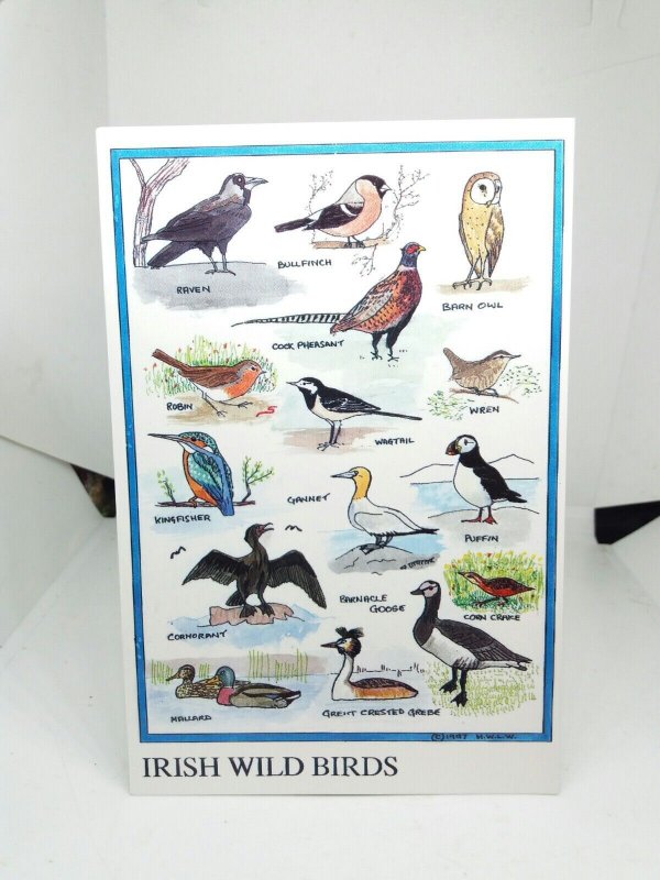 Irish Wild Birds Vintage Postcard Artwork by H Weir Ireland