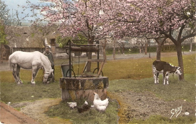 Farm scene with a white horse Nice vintage French postcard