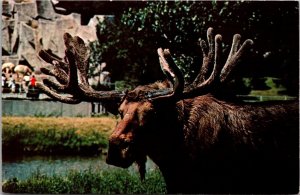 Alaskan Bull Moose, Milwaukee County Zoological Park WI Vintage Postcard V48