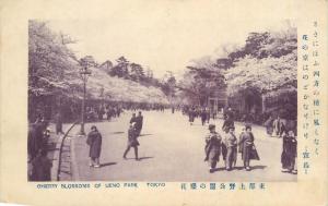 Japan cherry blossoms of Ueno Park Tokyo