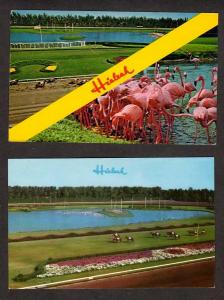 Lot 2 HIALEAH Race Track Horse MIAMI FLORIDA Postcards