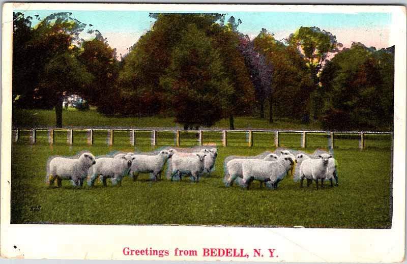 Postcard ANIMAL SCENE Bedell New York NY AL2228