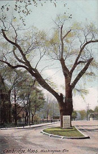 Washington Elm Cambridge Massachusetts