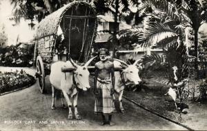 ceylon, Bullock Cart and Native Driver (1930s) RPPC