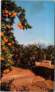 Postcard FARM SCENE San Bernardino California CA AK7221