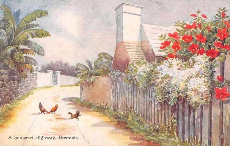 Bermuda Somerset Highway Scenic View CF Tucker Vintage Postcard AA14743