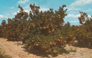 Beautiful Orange Groves in Central Florida