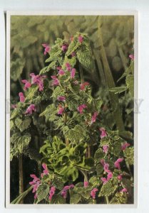 428065 Flower Lamium purpureum Vintage Sammelwerk Tobacco Card w/ ADVERTISING