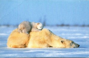 Bears Polar Bear With Cub Alaska