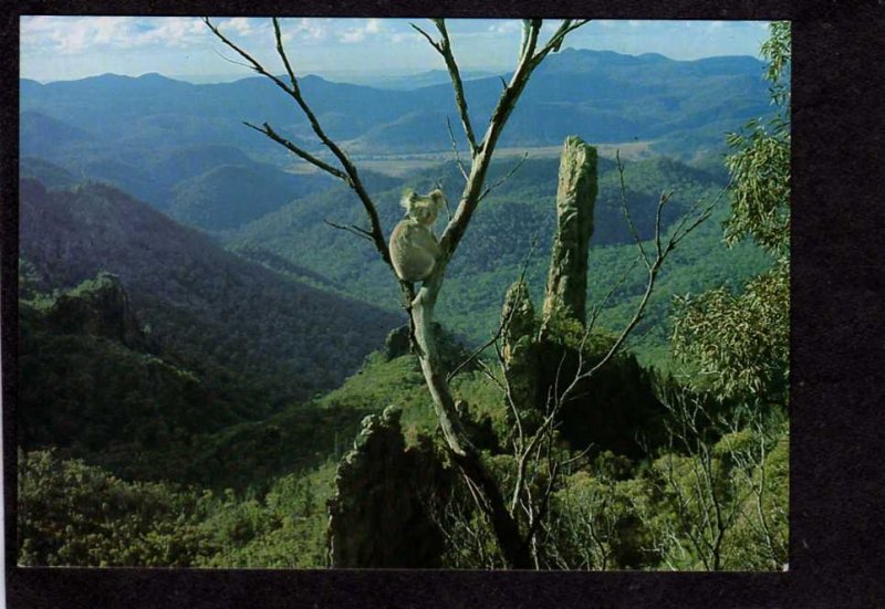 Australia Koala Bears Warrumbungle National Park New South Wales NSW Australia