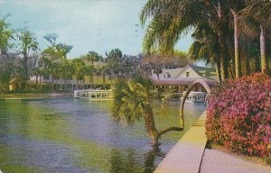 Florida Silver Springs Lucky Palm Tree With Azaleas In Bloom 1956