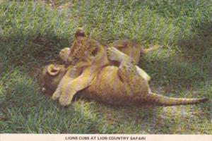 Lion Cubs At Lion Country Safari Florida