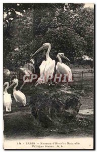 Old Postcard Paris Museum of Natural & # 39Histoire White Pelicans Birds Zoo