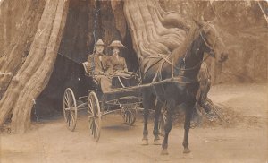 J46/ Vancouver B.C. Canada RPPC Postcard c1910 Large Tree Tunnel Horse 362