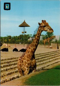 Giraffe Country House Zoo Madrid Postcard PC319