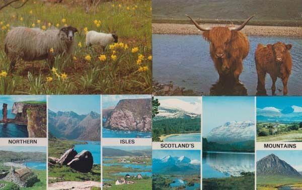 Sheep in Scottish Mountains 4x 1970s Postcard