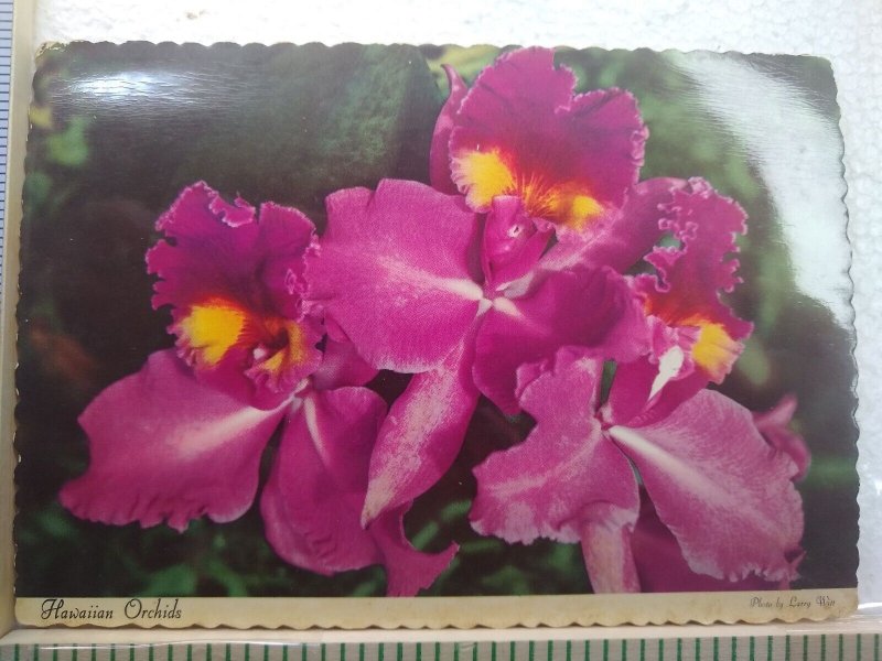 Postcard Hawaiian Orchids, Hawaii