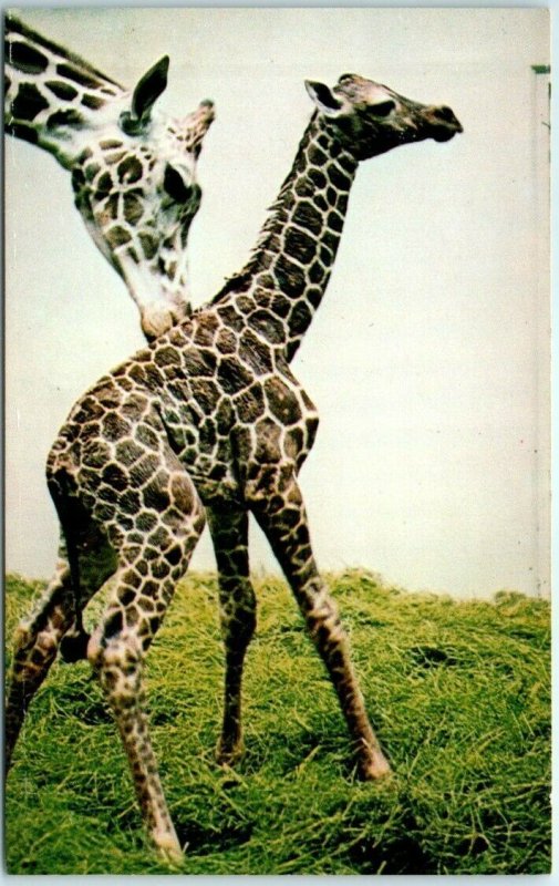 Postcard - Reticulated Giraffe, World Famous Topeka Zoo - Topeka, Kansas