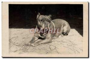  Vintage Postcard Dogs Dog