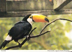 Hadley Wood Toucan Parrot Bird Herts Hertfordshire Womens Institute Postcard